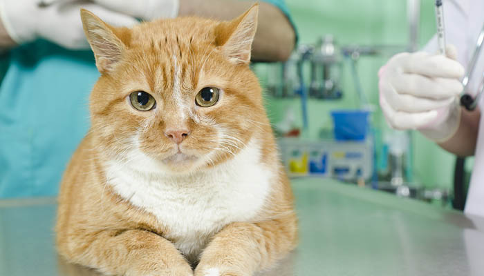 Стерилизация кошек (овариогистерэктомия кошек)