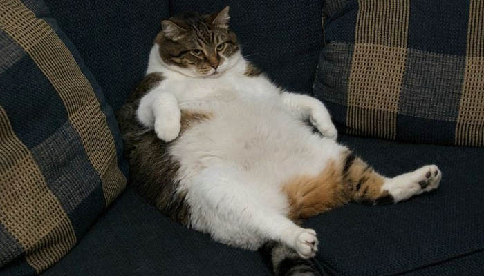 Ожирение кошек