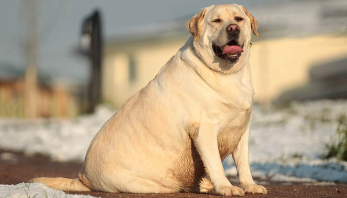Ожирение собак