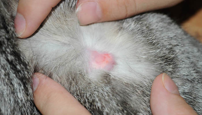 Стригущий лишай или дерматофитоз кошек и собак | Ветеринарная клиника ЛиМ