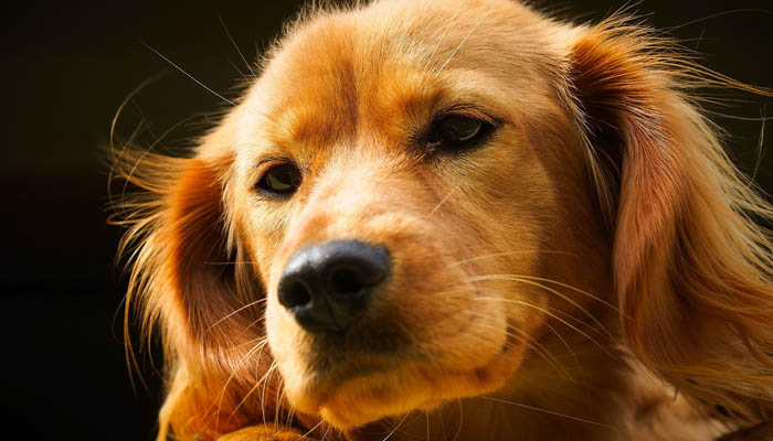 Горячий и сухой нос у собаки признак повышенной температуры? | Ветеринарная  клиника ЛиМ