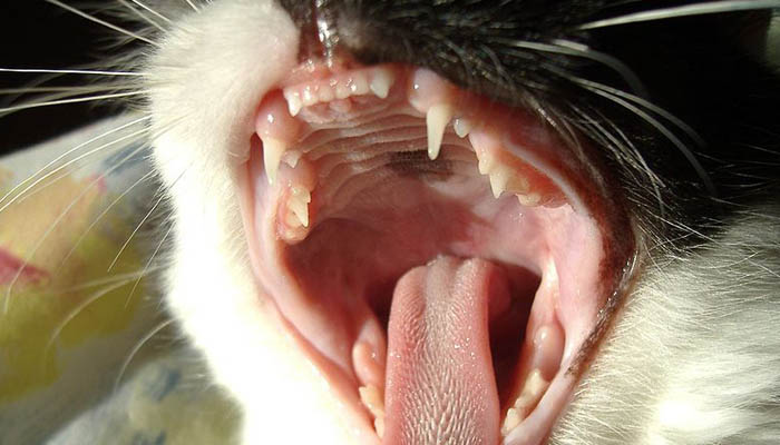 молочные и коренные зубы у кошек
