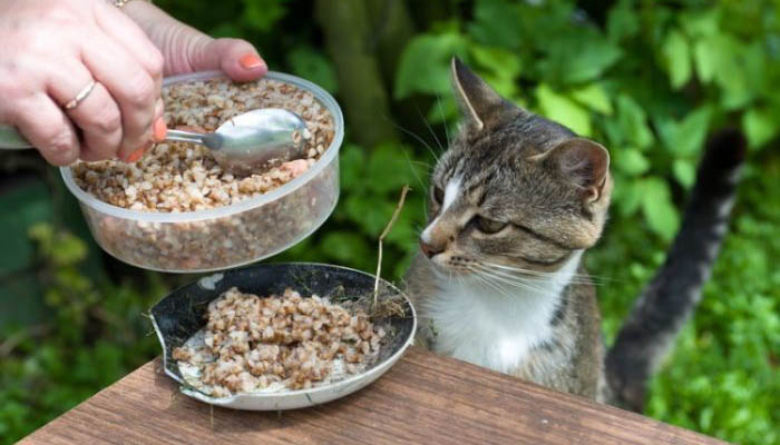 Можно ли кошку кормить кашами? | Ветеринарная клиника ЛиМ