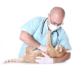 Ветеринарный терапевт