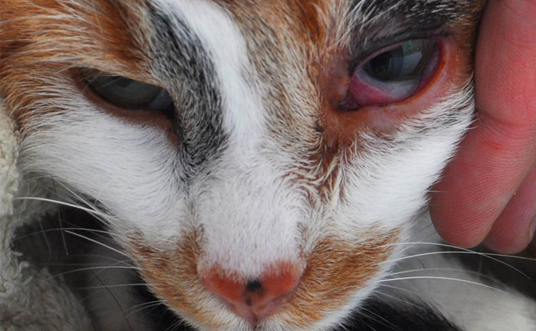 Хламидиоз кошек | Ветеринарная клиника ЛиМ