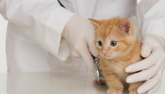 Вирусная лейкемия или лейкоз кошек (FeLV)