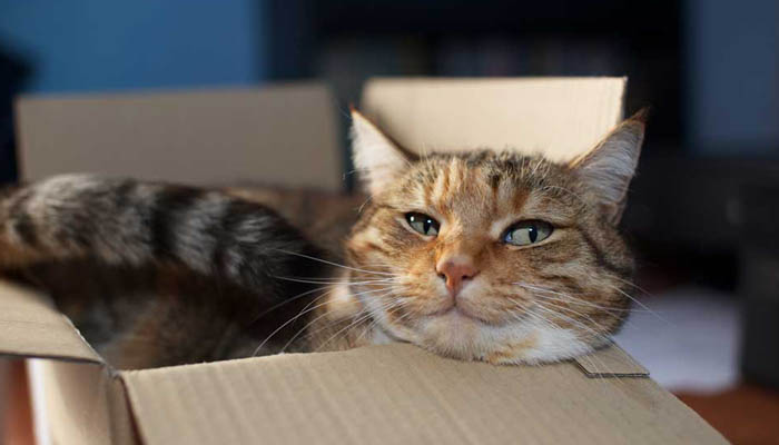 Кошка в картонной коробке