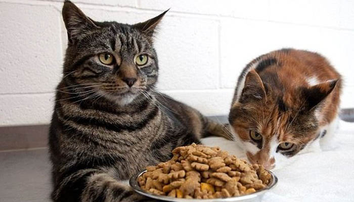 Правильное питание кошек
