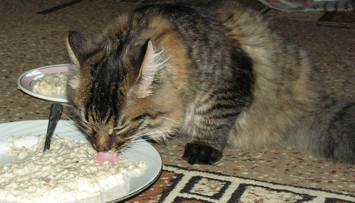 Можно ли кошку кормить кашами?