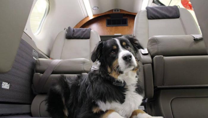 Правила перевозки животных самолетами «Аэрофлота» меняются