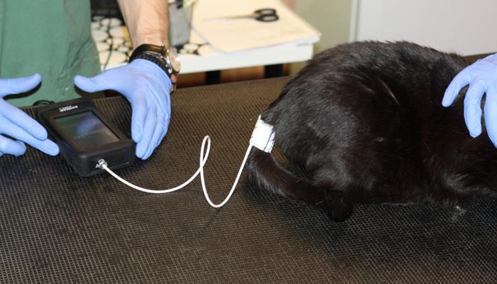 Измерение артериального давления у кошек и собак