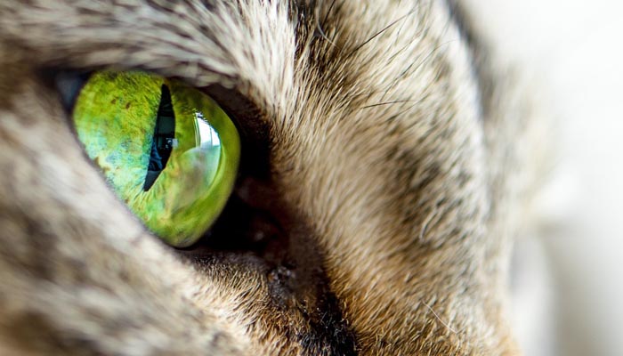 Уход за глазами кошек и собак
