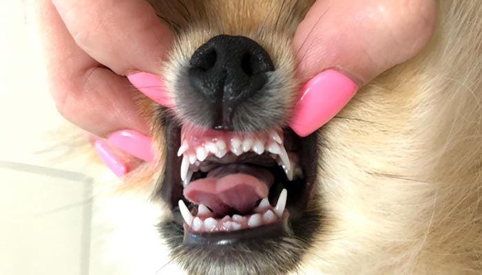Молочные или временные зубы у собак