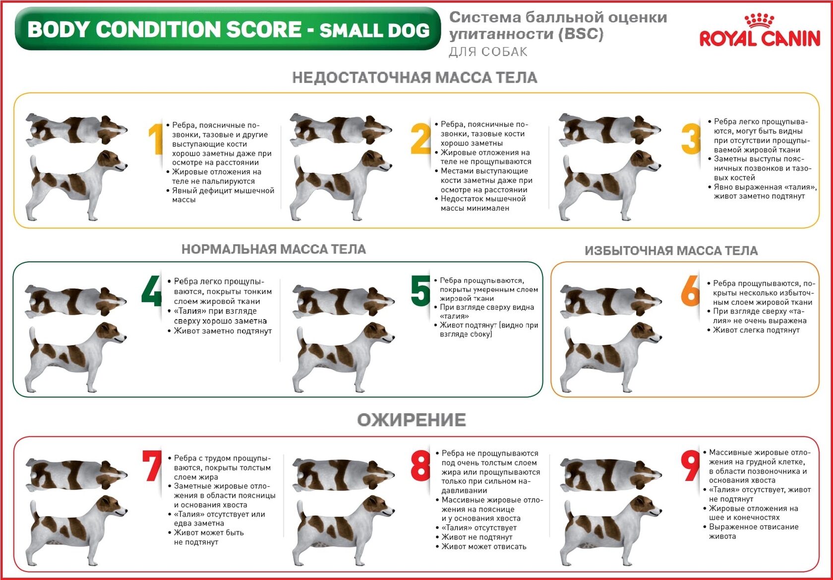 Система бальной оценки упитанности собак