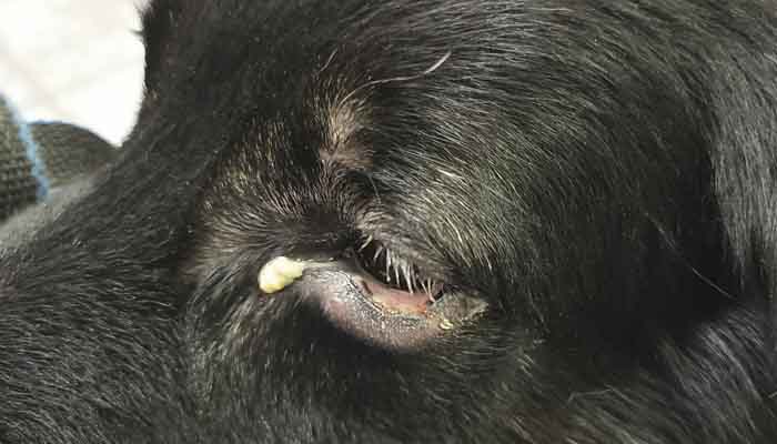 Травма нижнего века глаза с гнойным воспаление глаза собаки