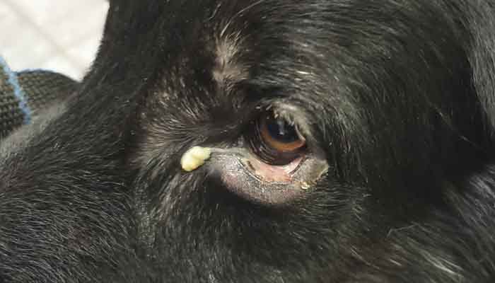 Травма нижнего века глаза с гнойным воспаление глаза собаки